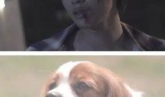 宠物恋人日剧在线观看,治愈系日剧，在线观看，情感共鸣之旅