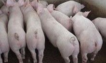 小猪崽子爆料视频大全下载,揭秘娱乐圈幕后真相